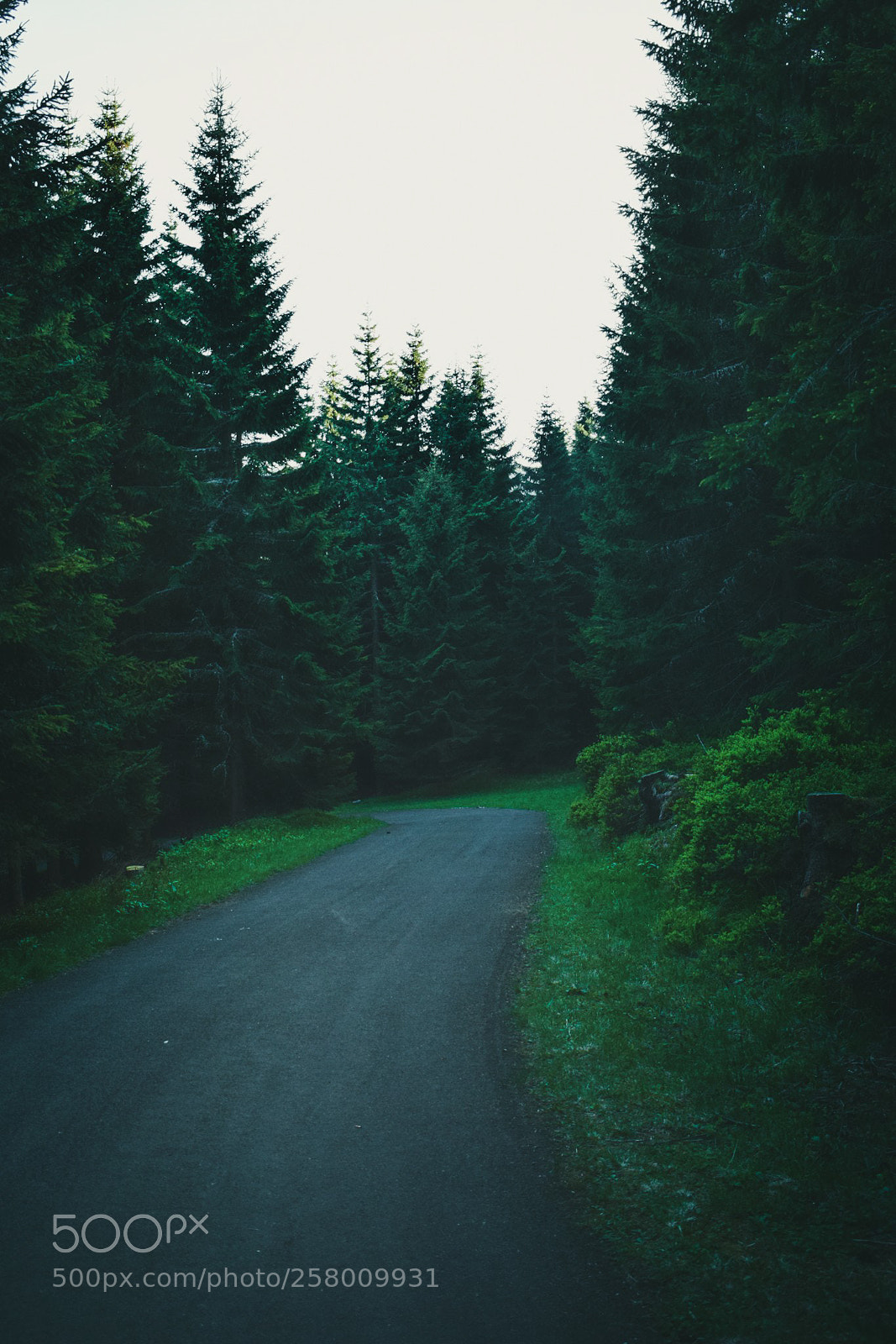 Nikon D3300 sample photo. An evening walk photography