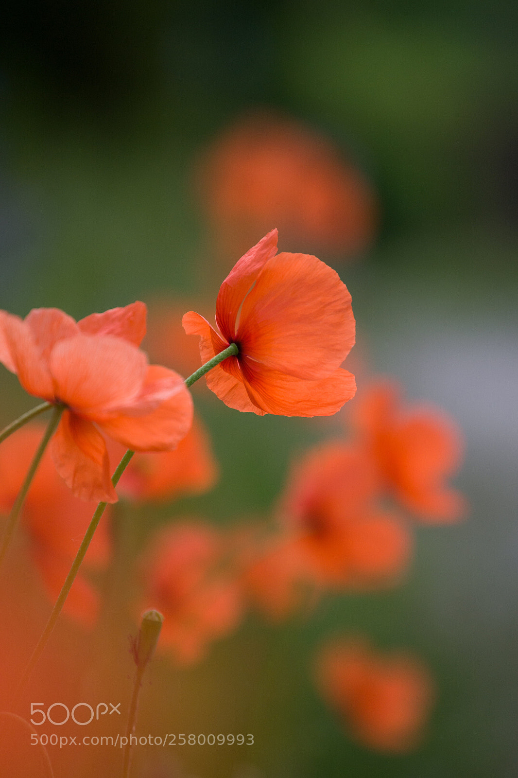 Nikon D3100 sample photo. Mohnblume photography