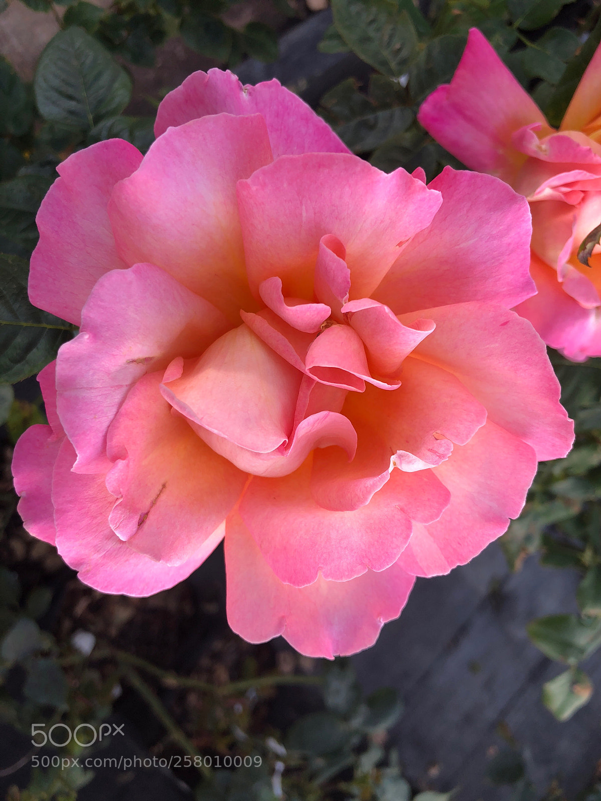 Apple iPhone X sample photo. Pink rose photography
