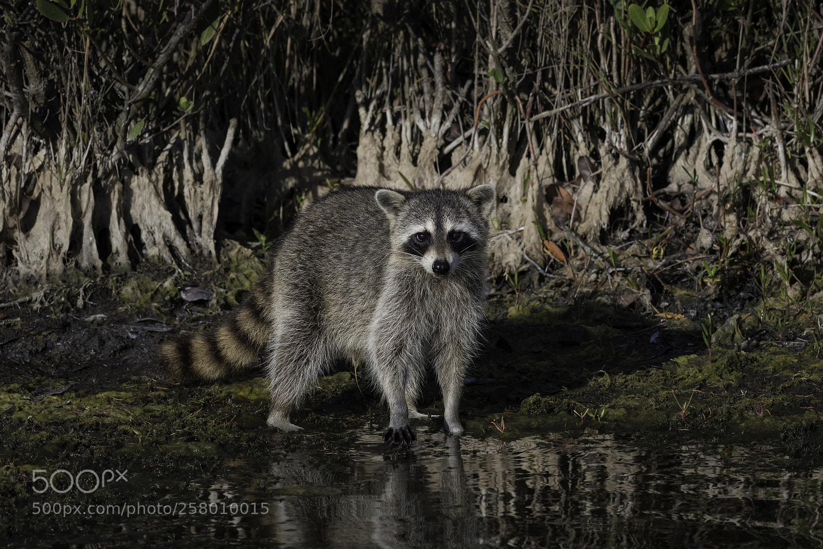 Nikon D500 sample photo. At a drinking hole... photography
