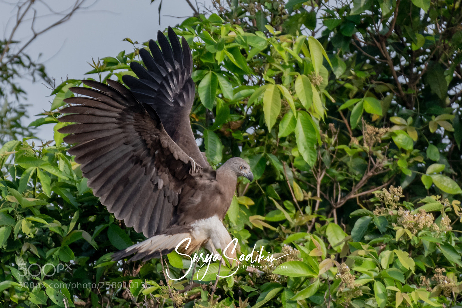 Nikon D850 sample photo. Perching photography