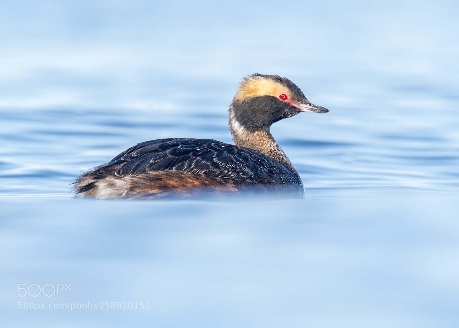 Nikon D850 sample photo. Horned grebe photography