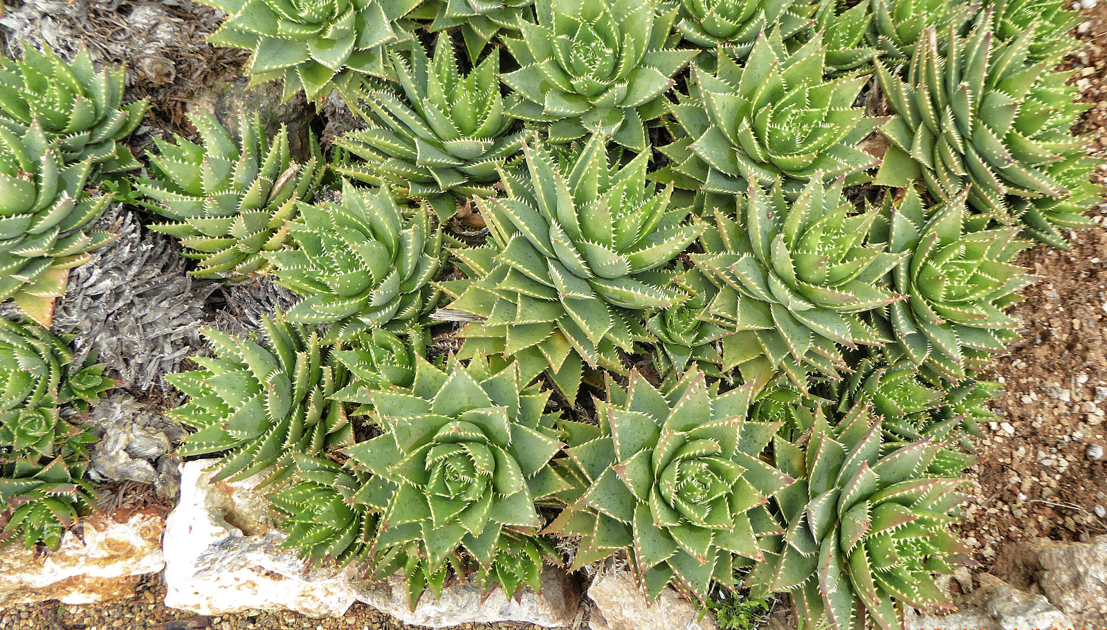 Panasonic DMC-TZ61 sample photo. Botanicactus photography