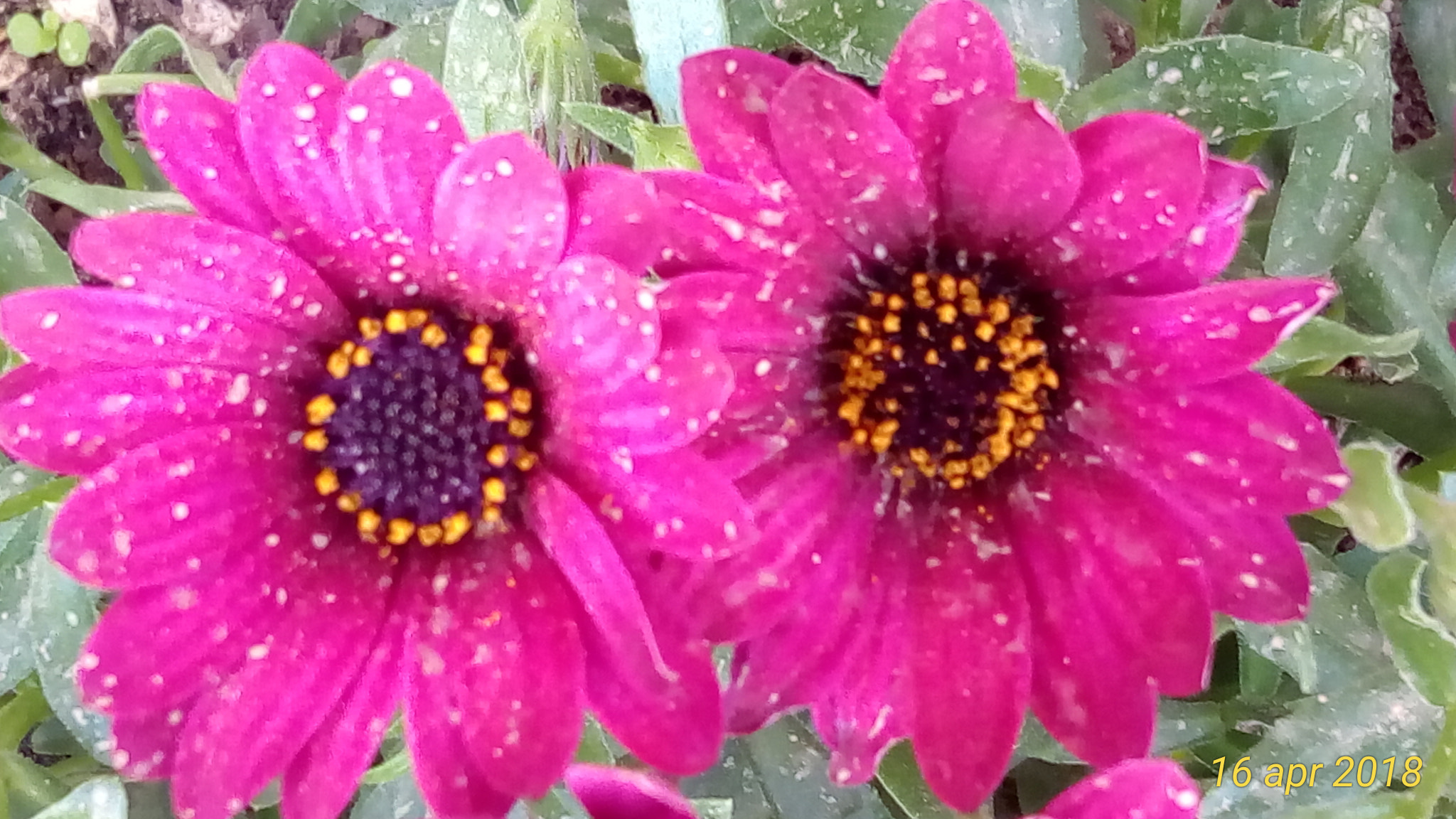 ASUS ZenFone 3 Max (ZC520TL) sample photo. Fiori photography