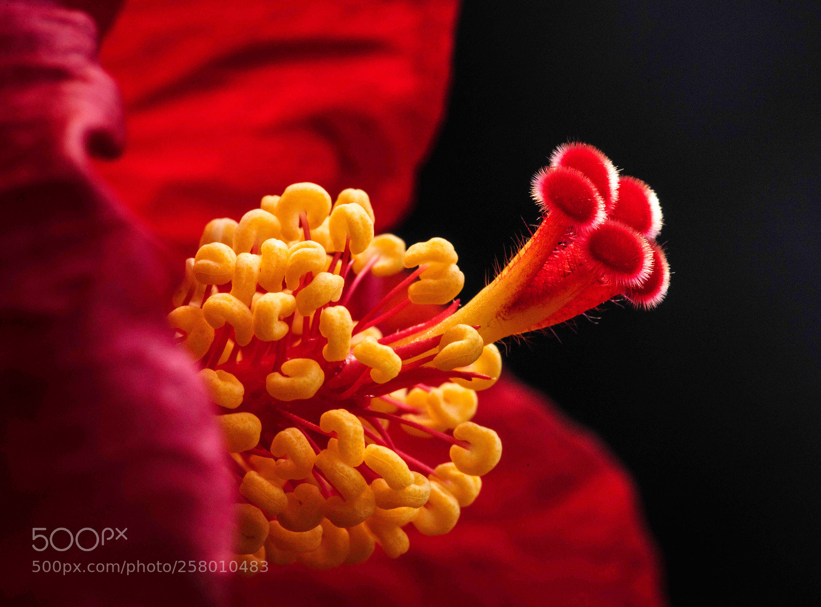 Canon EOS 5DS R sample photo. Untitled photography