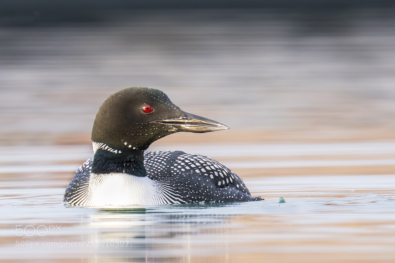 Nikon D850 sample photo. Common loon photography
