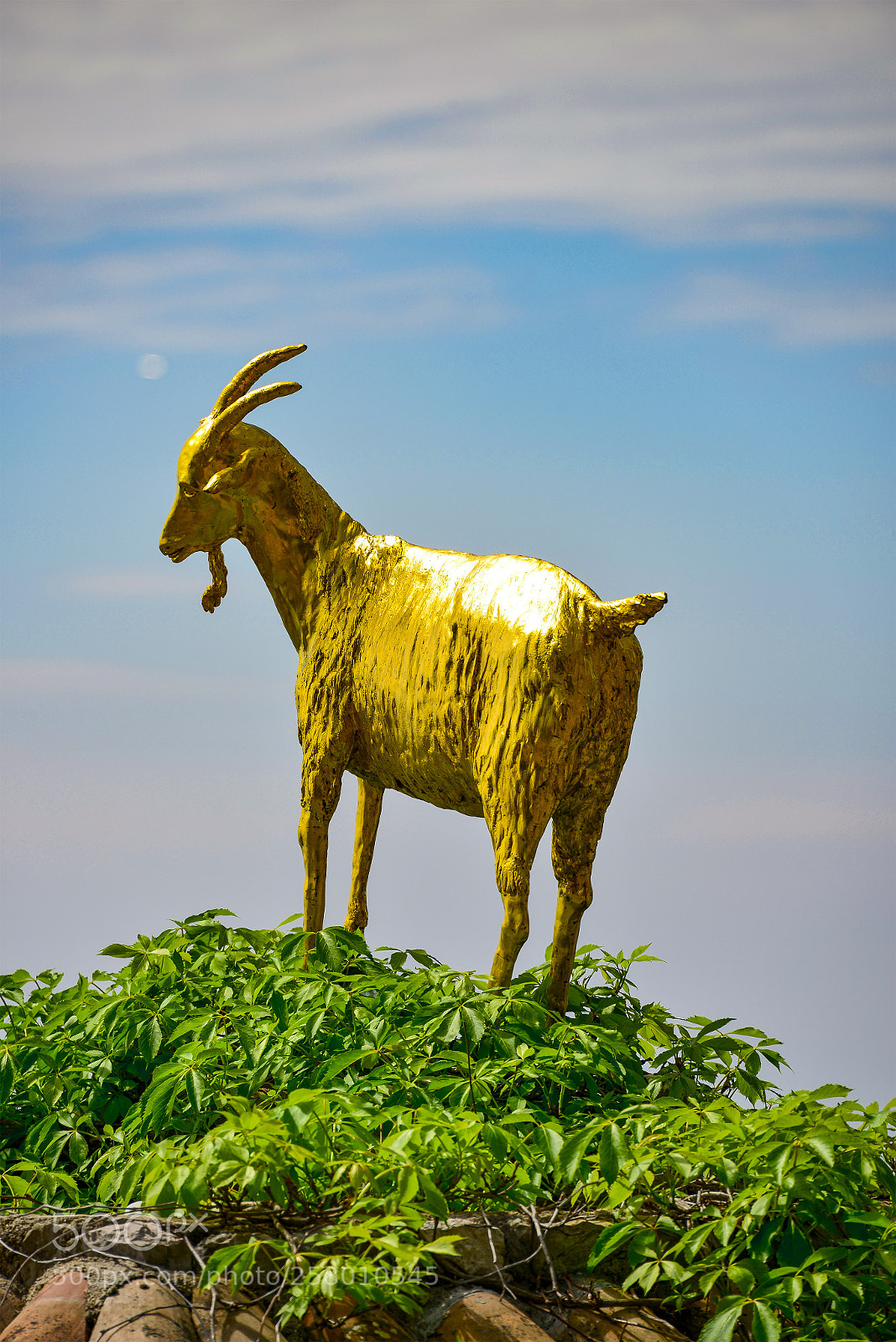 Nikon D800 sample photo. Chevre d'or photography