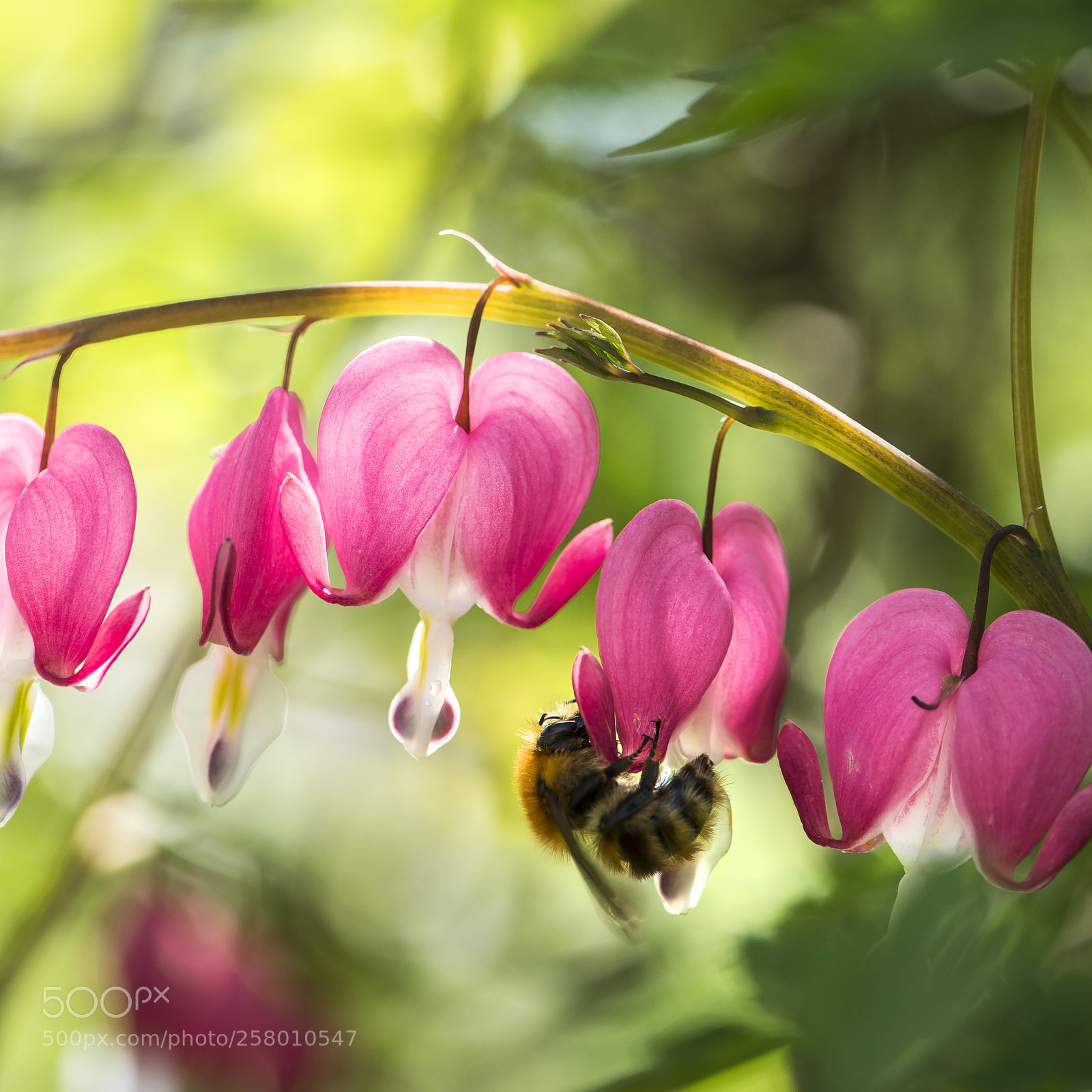 Nikon D600 sample photo. Flower and honeybee photography