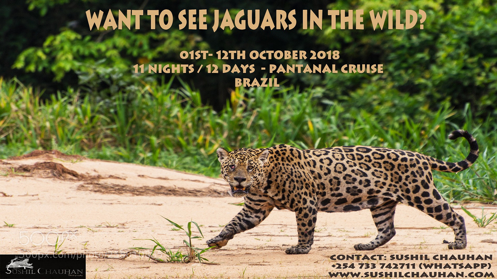 Nikon D7100 sample photo. Jaguar safari photography