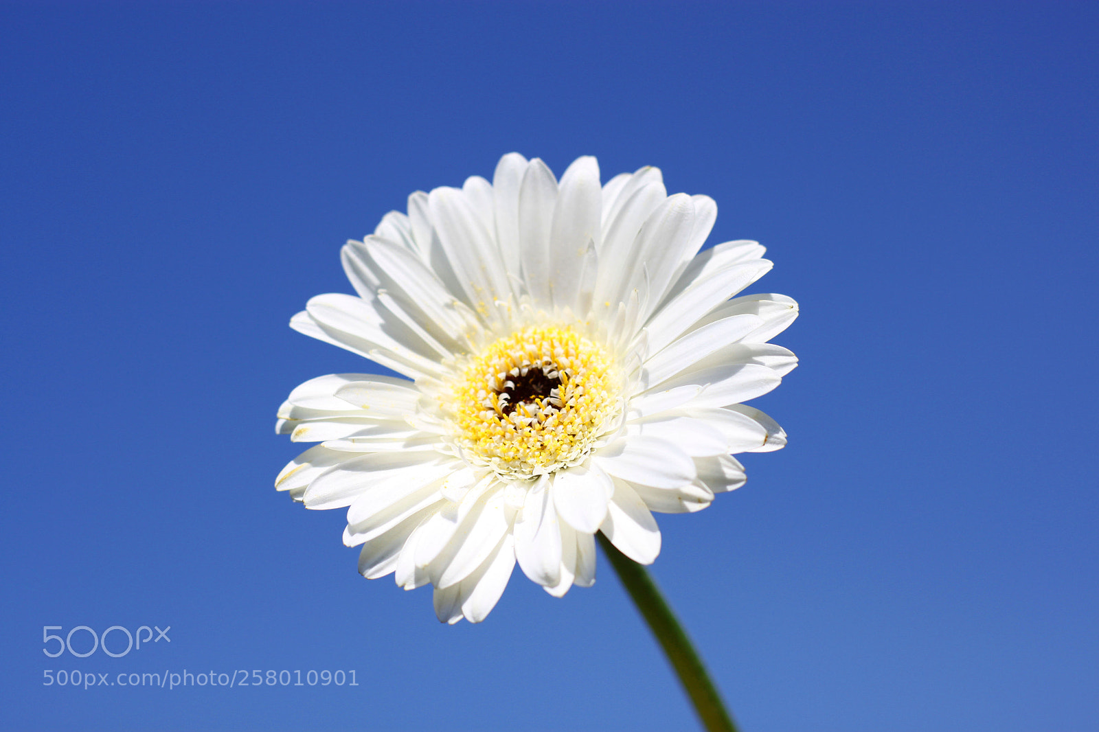 Canon EOS 500D (EOS Rebel T1i / EOS Kiss X3) sample photo. Flower in the sky photography