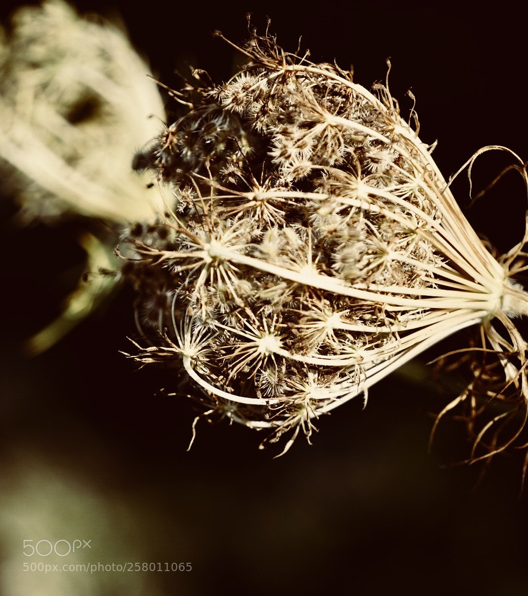 Sony a7 II sample photo. Natural fibres  photography