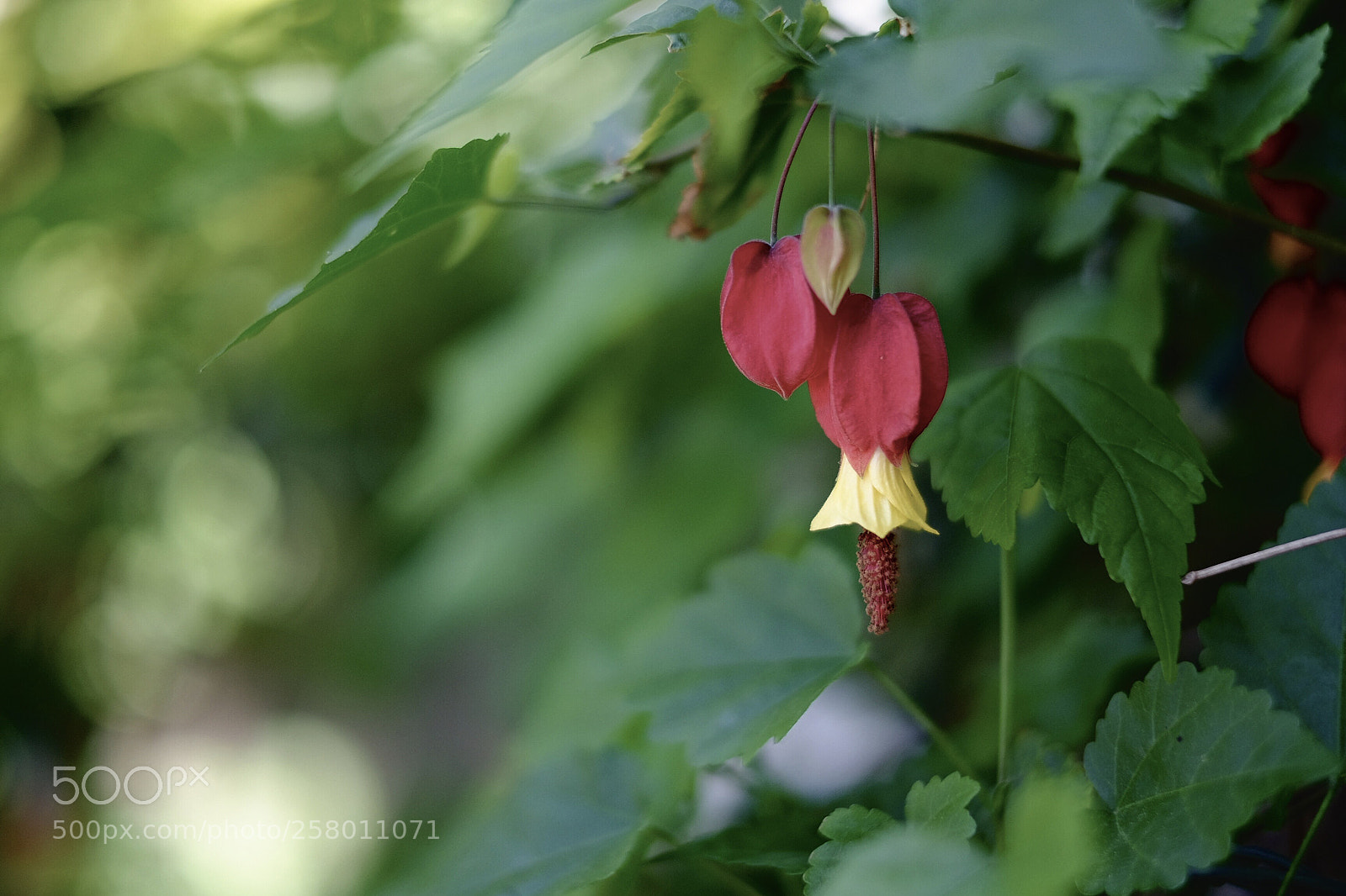 Fujifilm X-T1 sample photo. In the garden photography