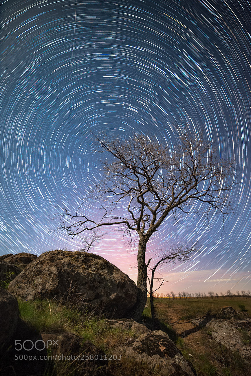 Nikon D700 sample photo. Tree of steppe (night) photography