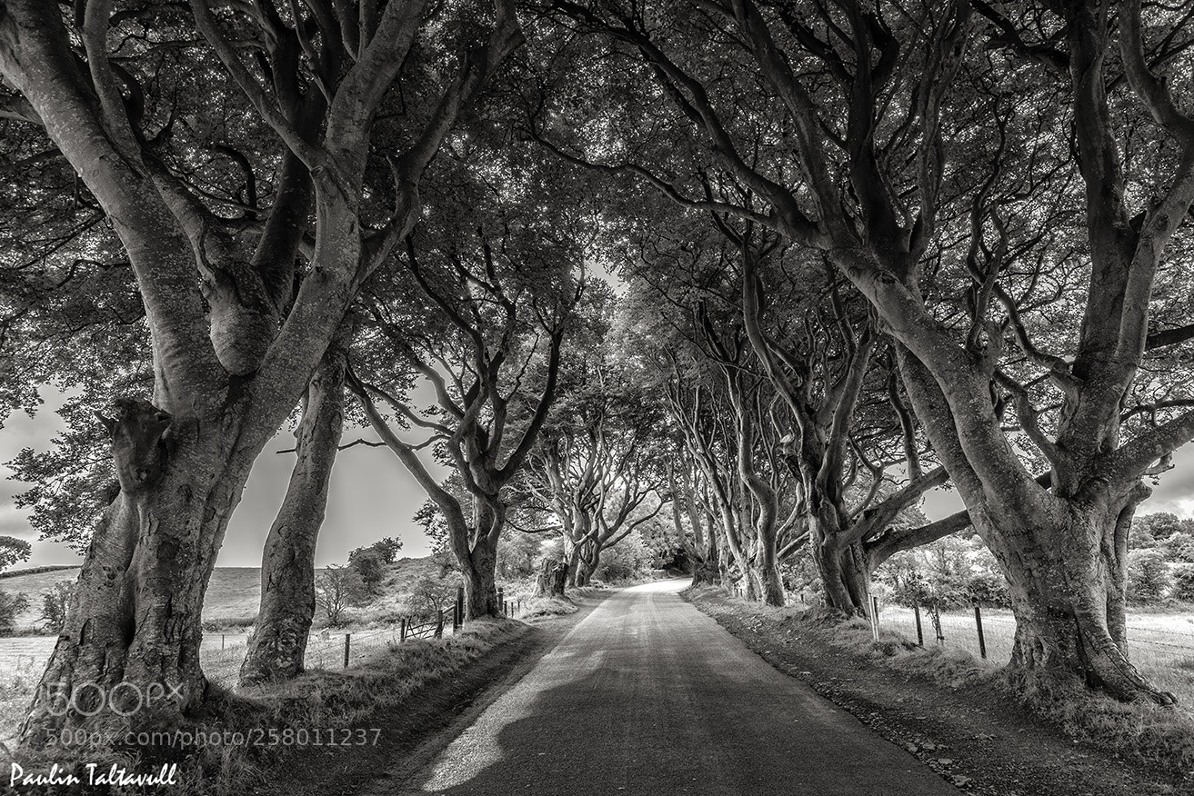 Canon EOS 6D sample photo. The dark hedges, irlanda photography