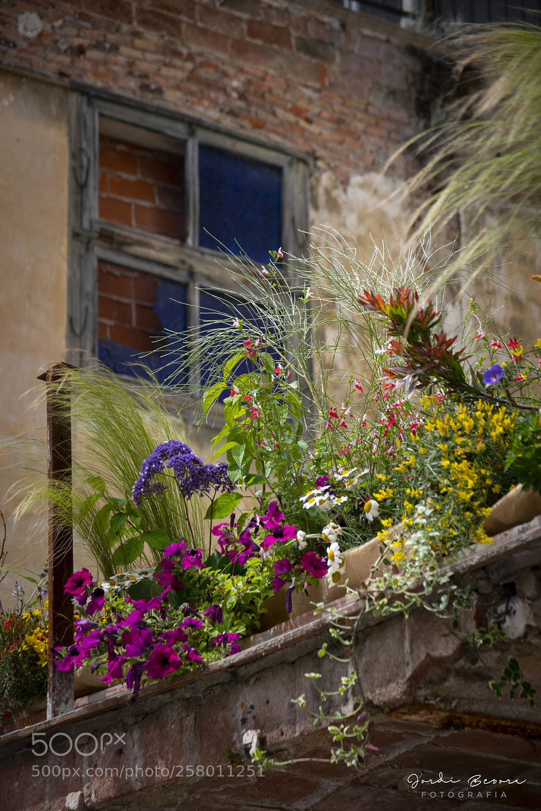 Nikon D5300 sample photo. Girona temps de flors photography
