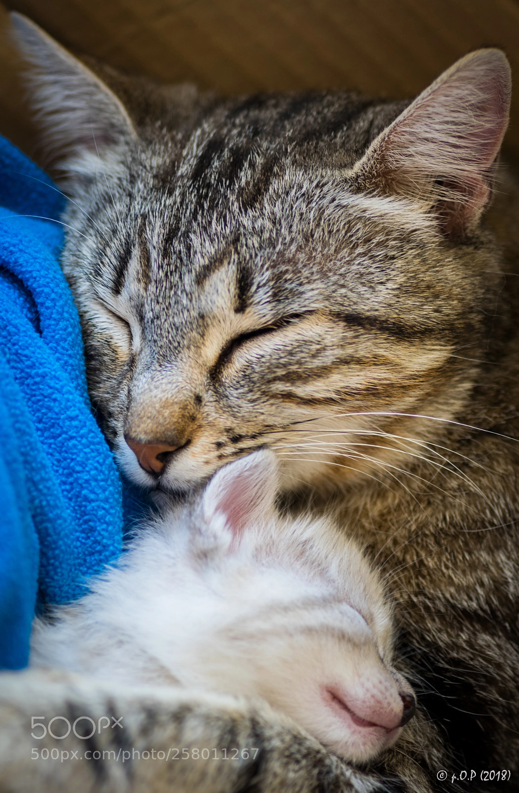 Nikon D3300 sample photo. Pet motherhood photography