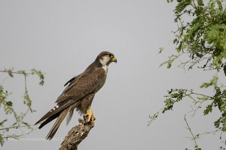 Nikon D850 sample photo. Laggar falcon  photography