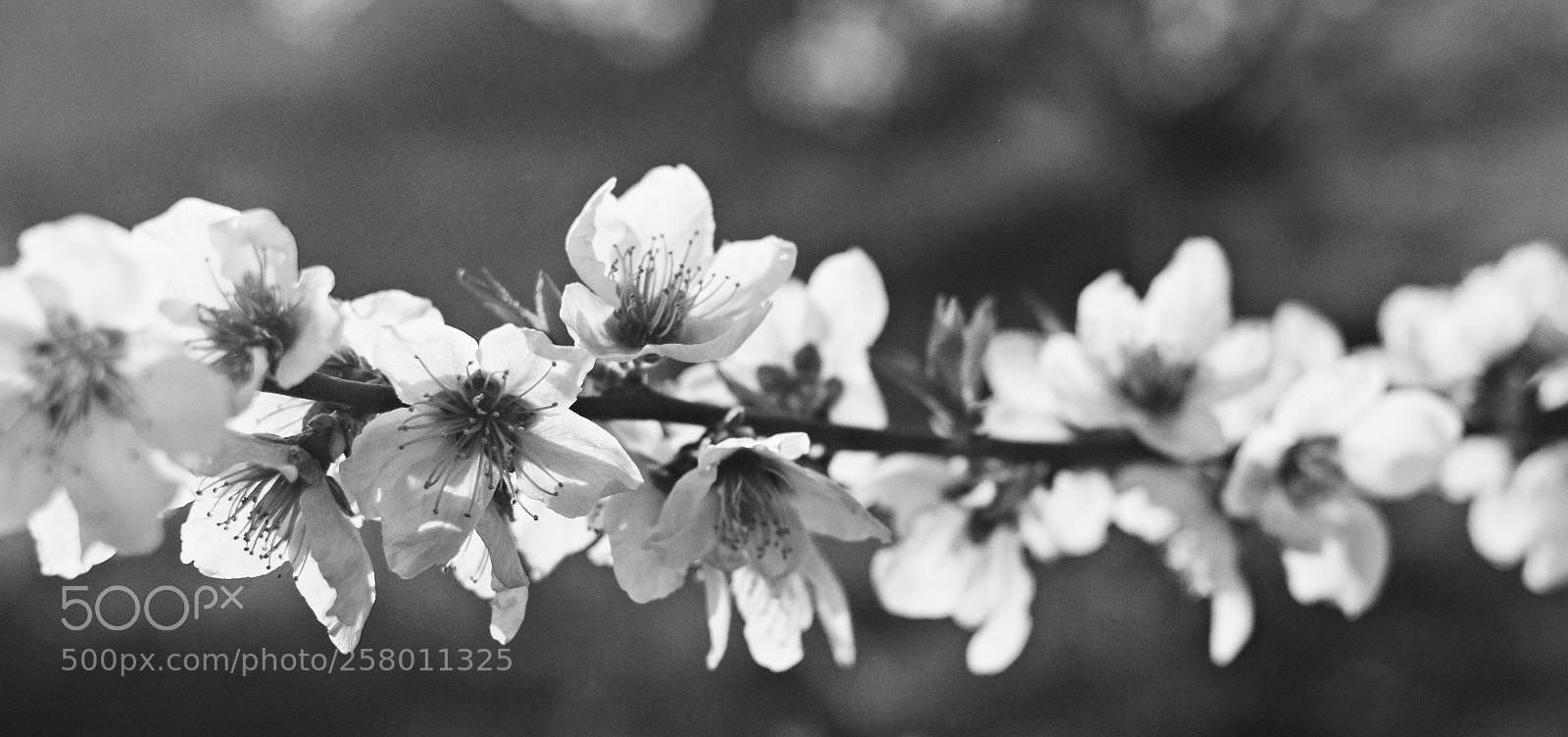 Nikon D7100 sample photo. Spring bw photography