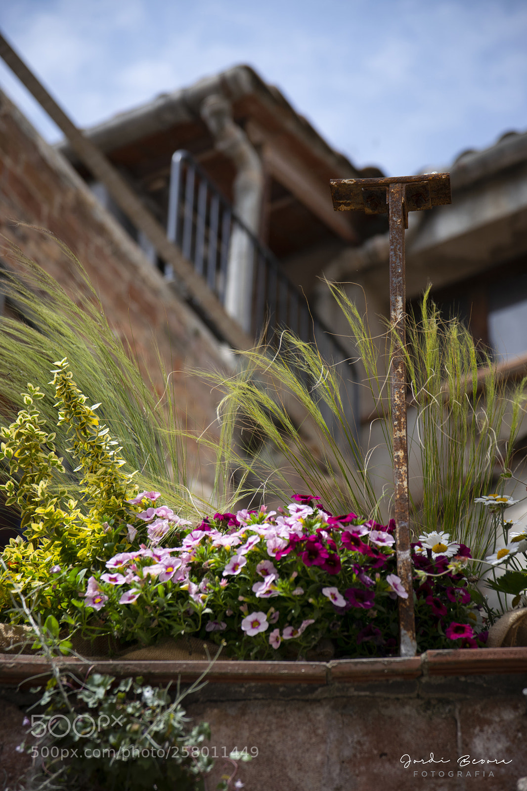 Nikon D5300 sample photo. Girona temps de flors photography