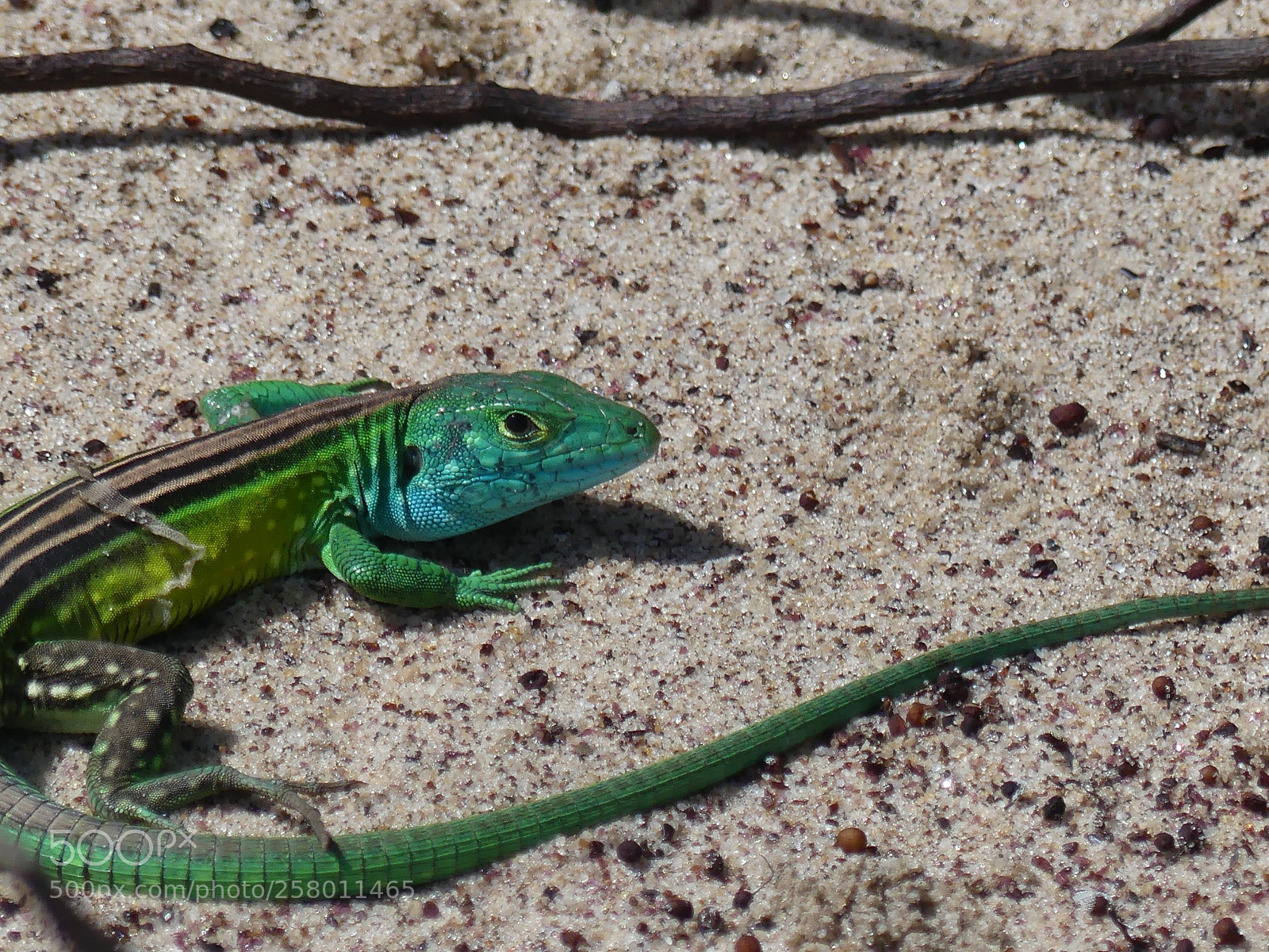 Panasonic Lumix DMC-FZ300 sample photo. Colored lizard photography