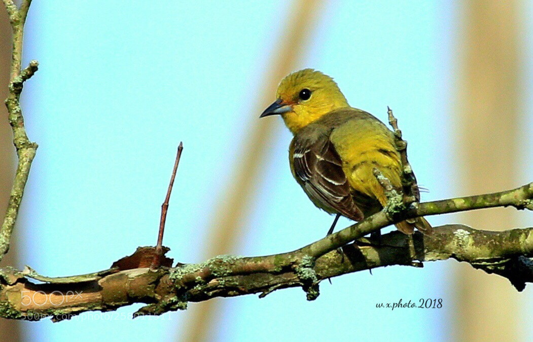 Canon EOS 7D Mark II sample photo. Citron- headed yellow finch photography