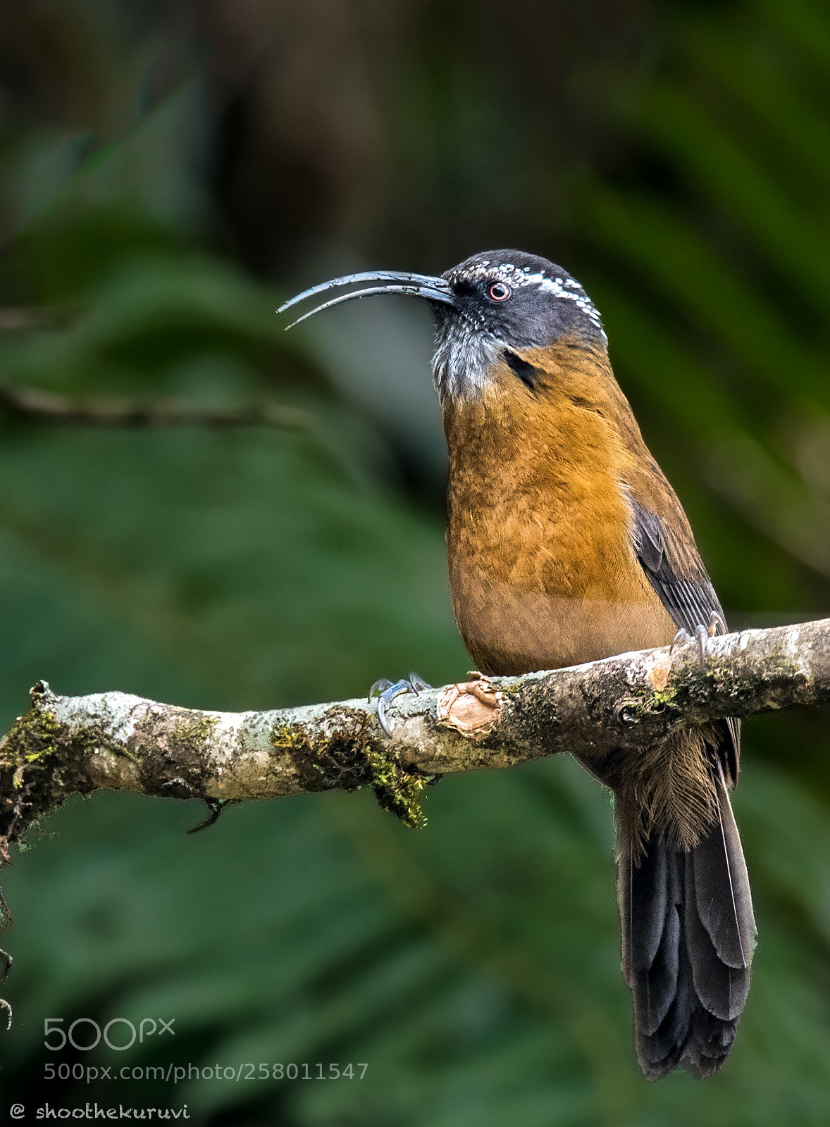 Nikon D750 sample photo. Slender-billed scimitar babbler photography