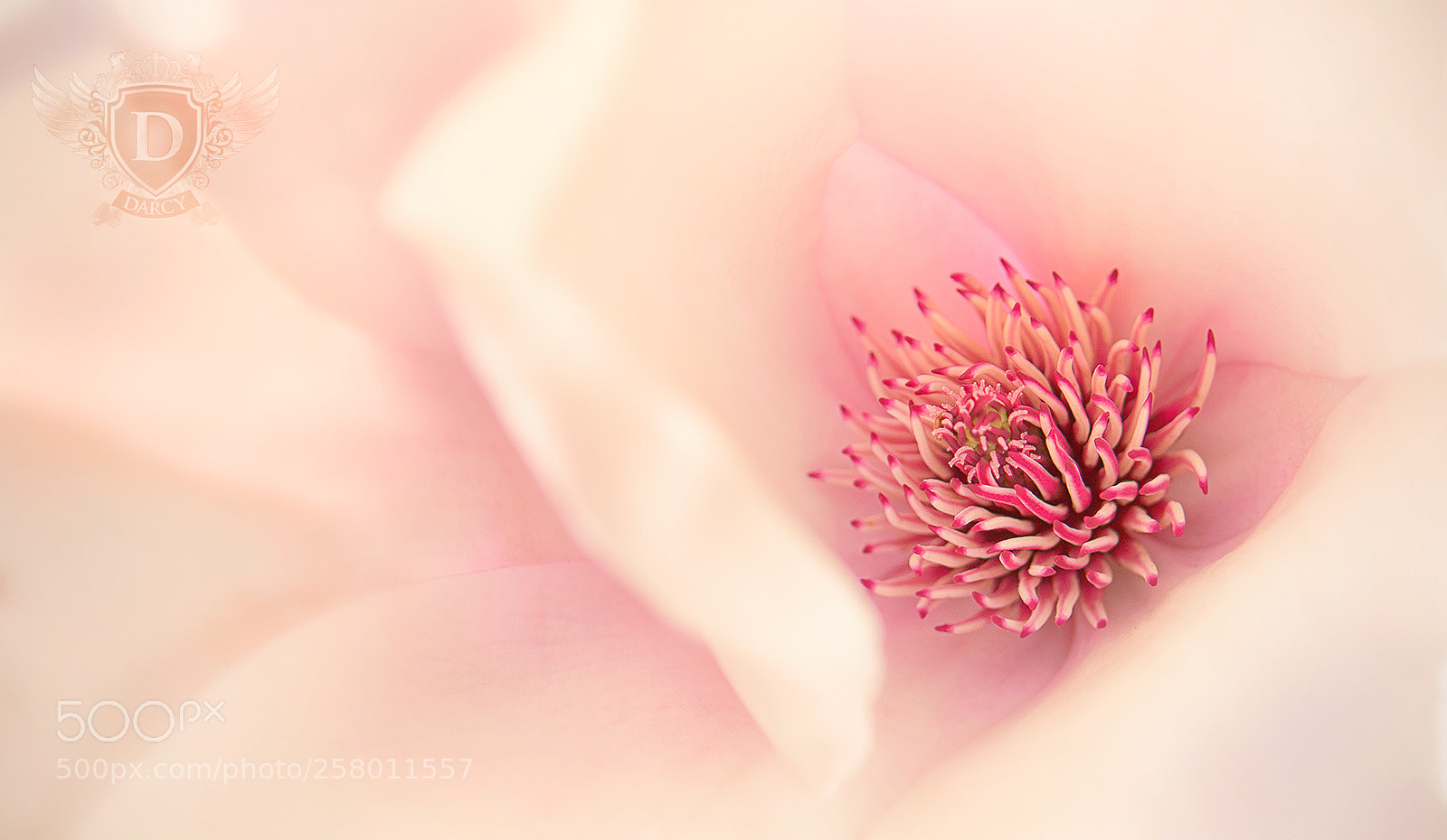 Nikon D7100 sample photo. Floral delight photography