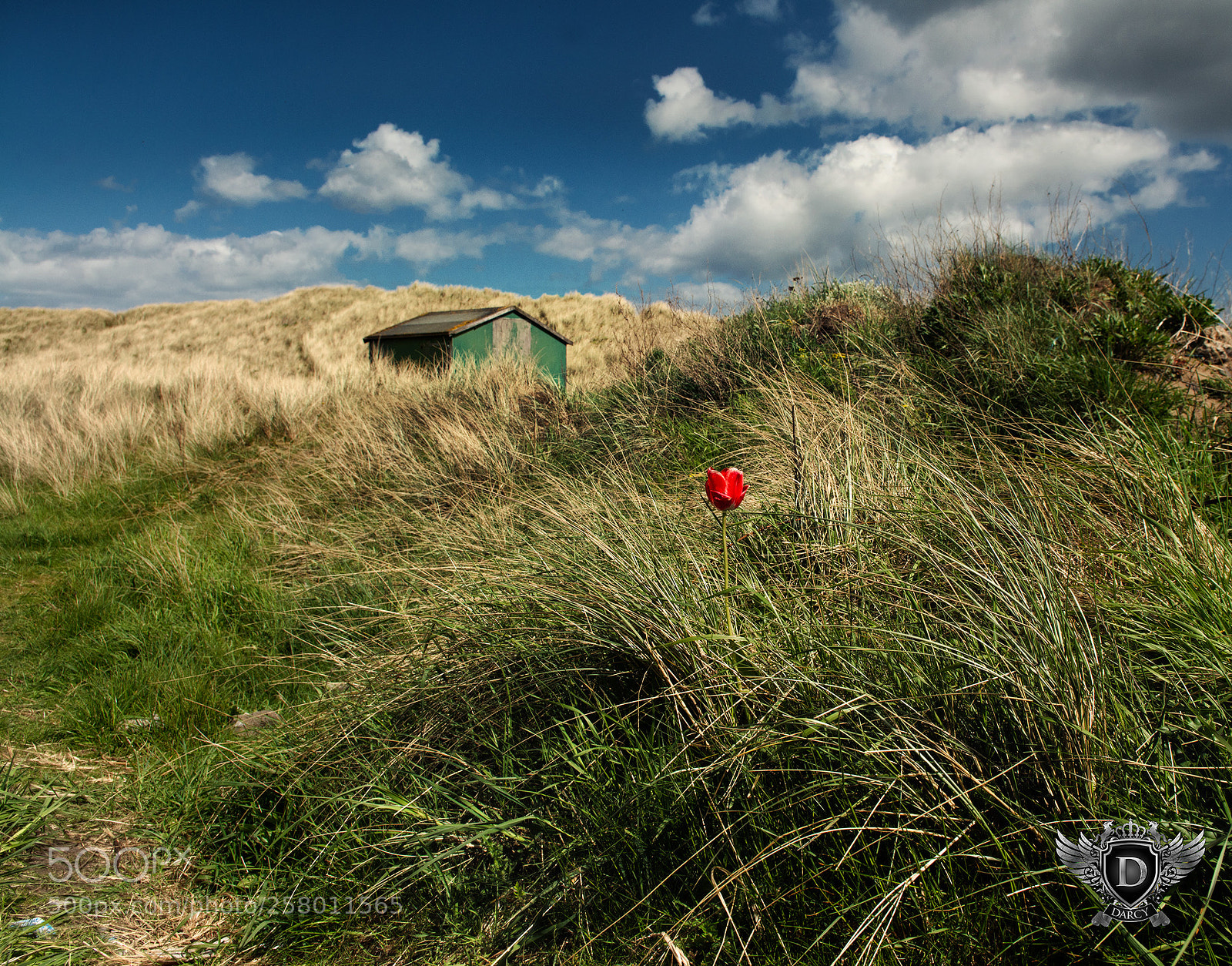 Nikon D7100 sample photo. Poppy house photography