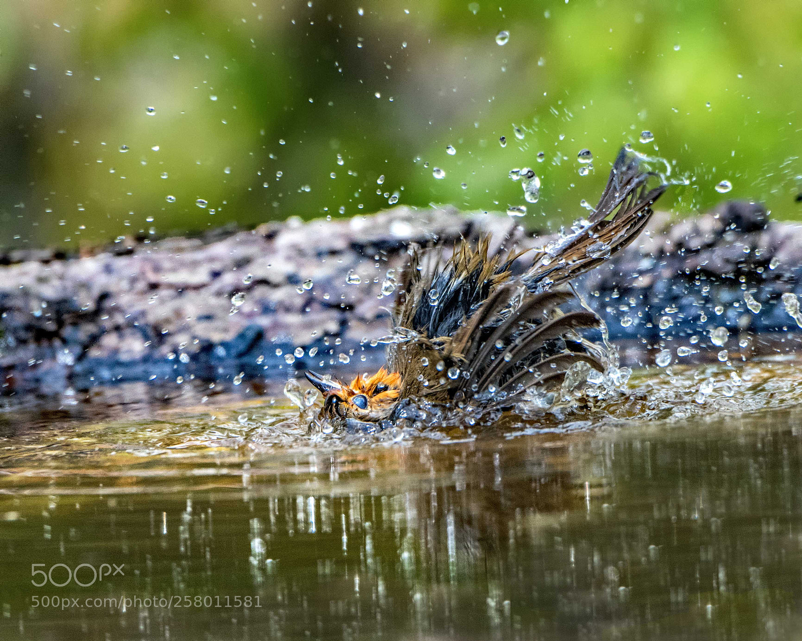 Nikon D500 sample photo. Bath time 2 photography