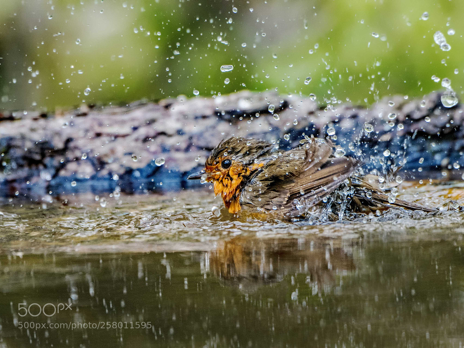 Nikon D500 sample photo. Bath time 3 photography
