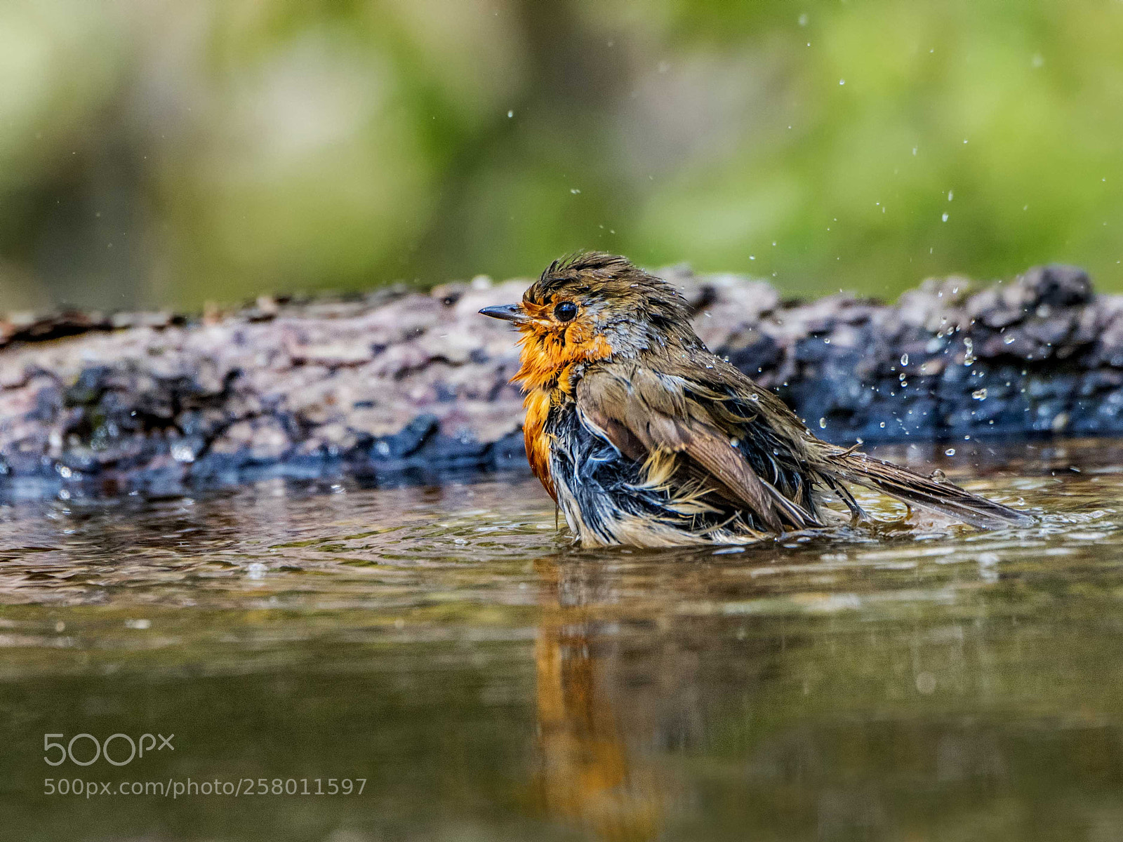 Nikon D500 sample photo. Bath time 4 photography
