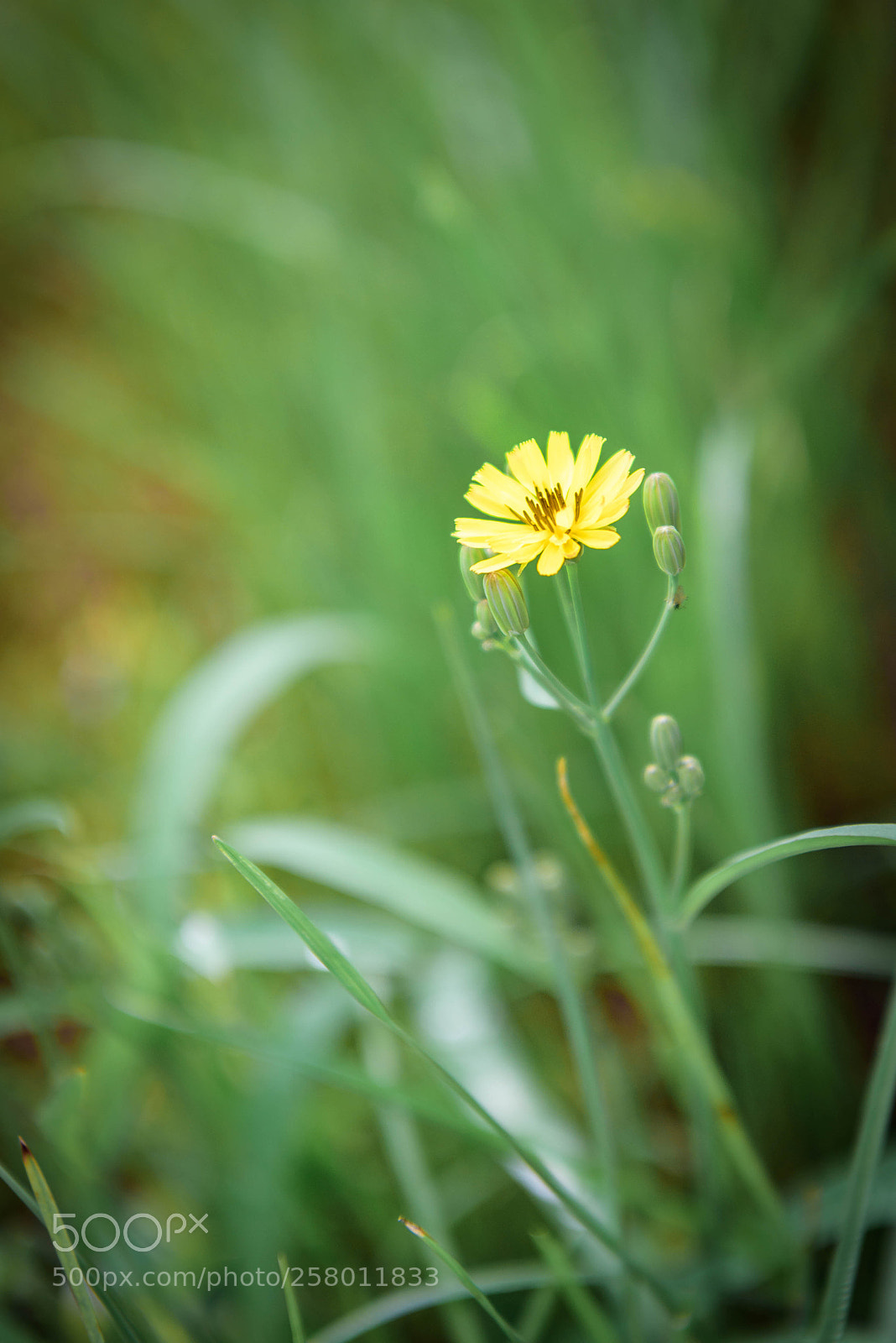 Nikon D750 sample photo. Untitled photography