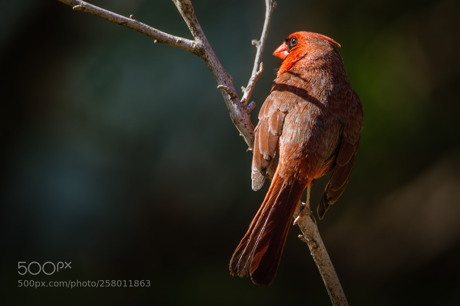 Nikon D7100 sample photo. Mr. cardinal photography