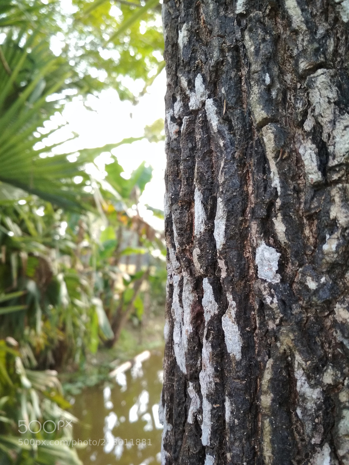 Xiaomi Redmi 4X sample photo. Side of tree photography
