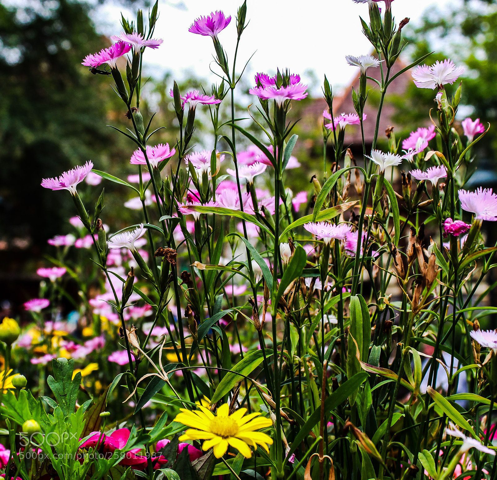 Canon EOS 1300D (EOS Rebel T6 / EOS Kiss X80) sample photo. Wild photography