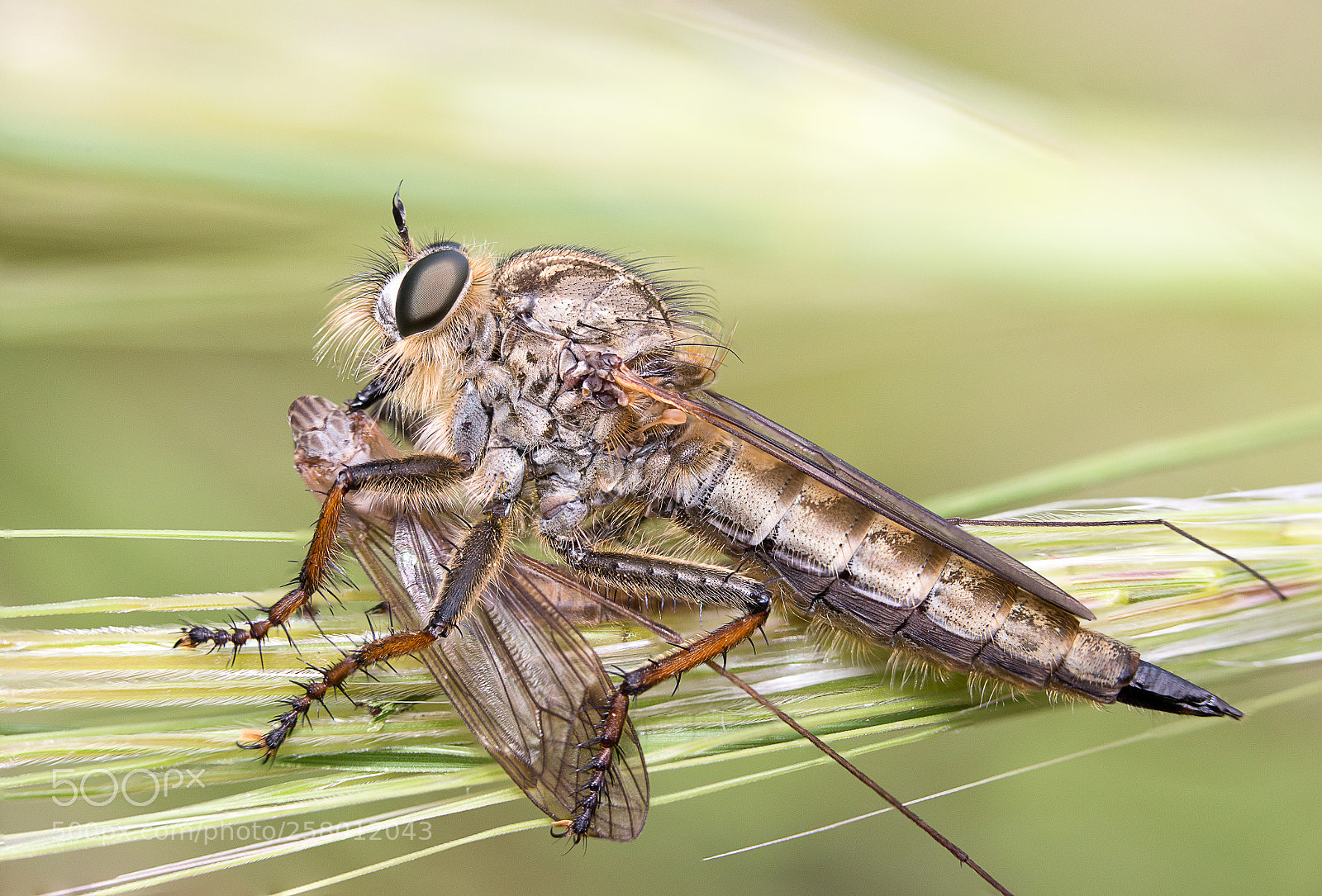 Canon EOS 6D sample photo. Asilus cabroniformis photography