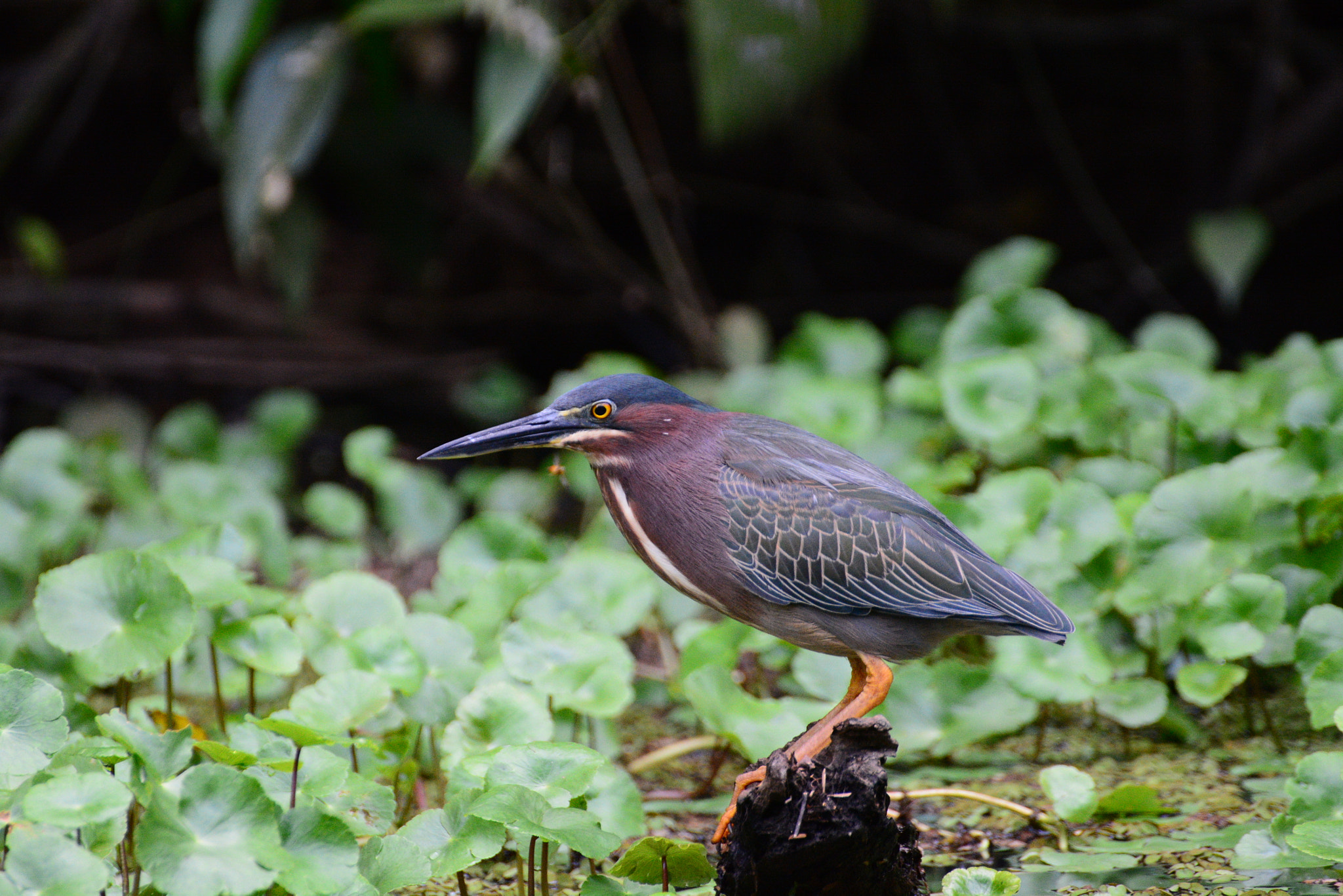 Nikon D5200 sample photo. Green heron : butorides virescens photography
