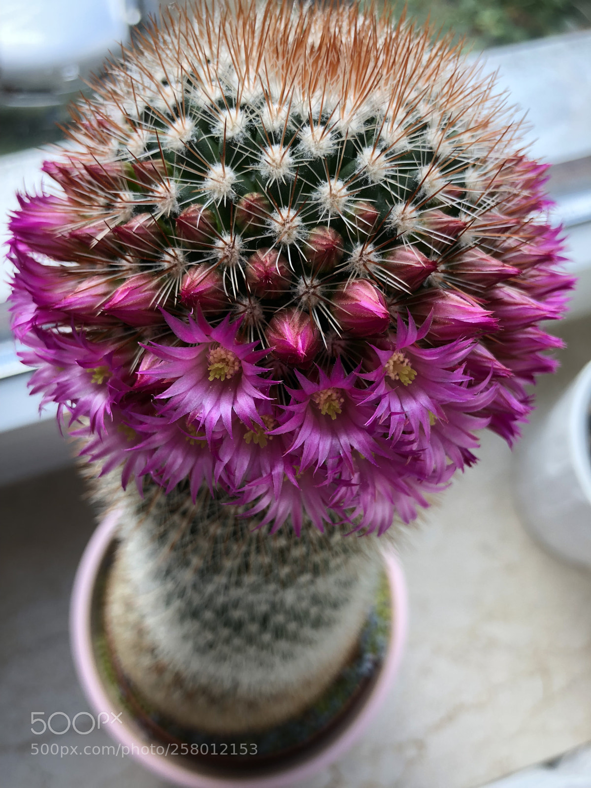 Apple iPhone X sample photo. Untitled photography