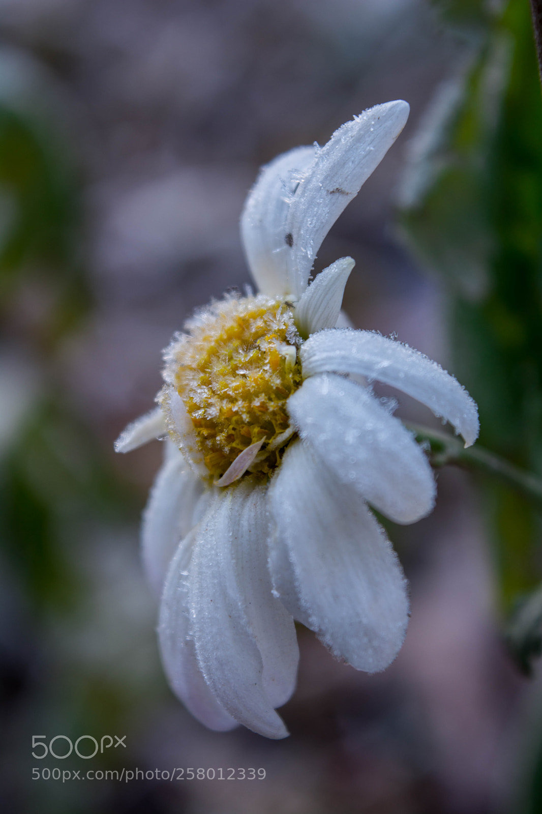 Nikon D5200 sample photo. Hoarfrost photography