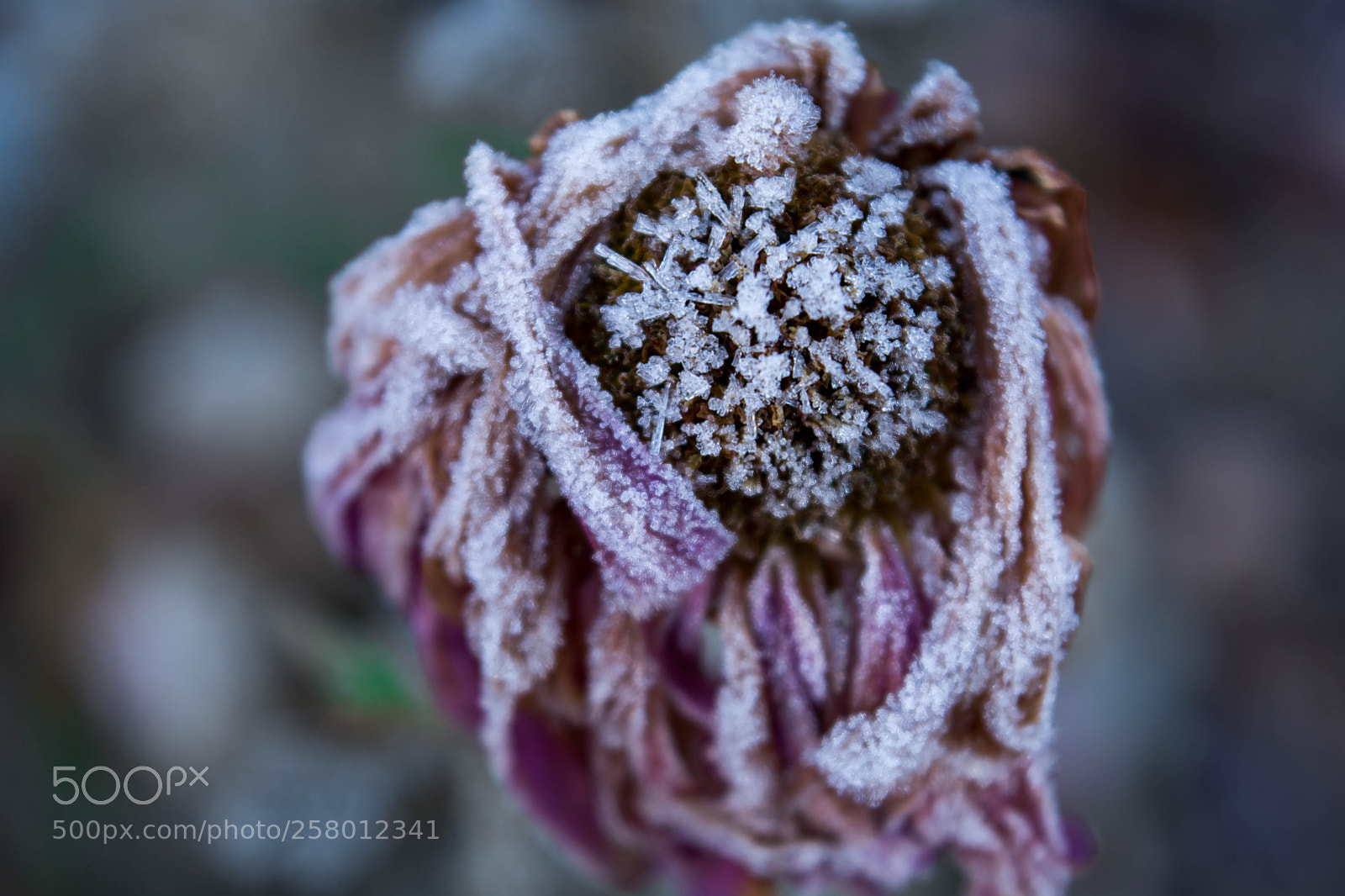 Nikon D5200 sample photo. Hoarfrost photography