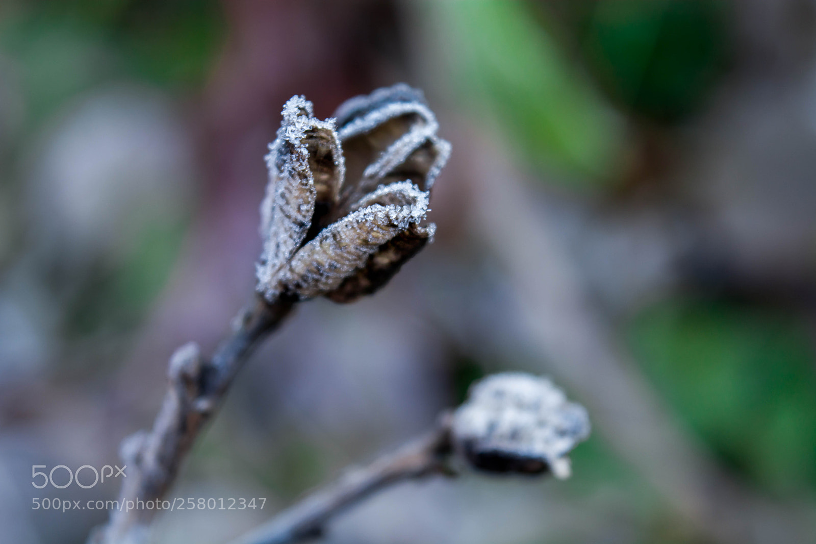 Nikon D5200 sample photo. Hoarfrost photography