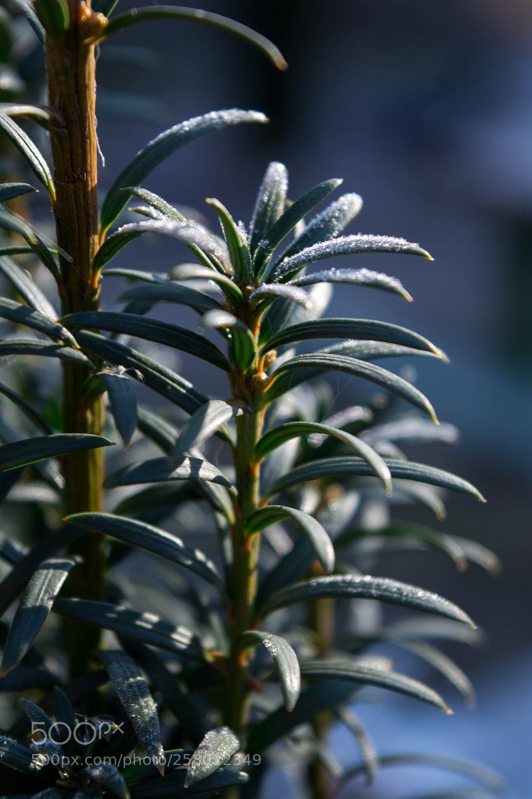 Nikon D5200 sample photo. Hoarfrost photography