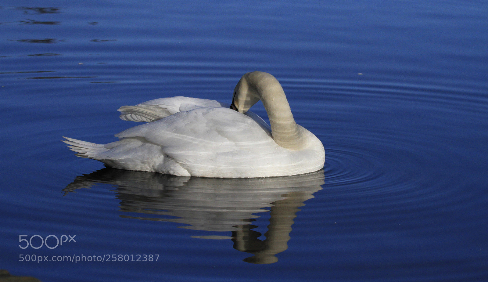 Canon EOS 7D sample photo. Swan photography