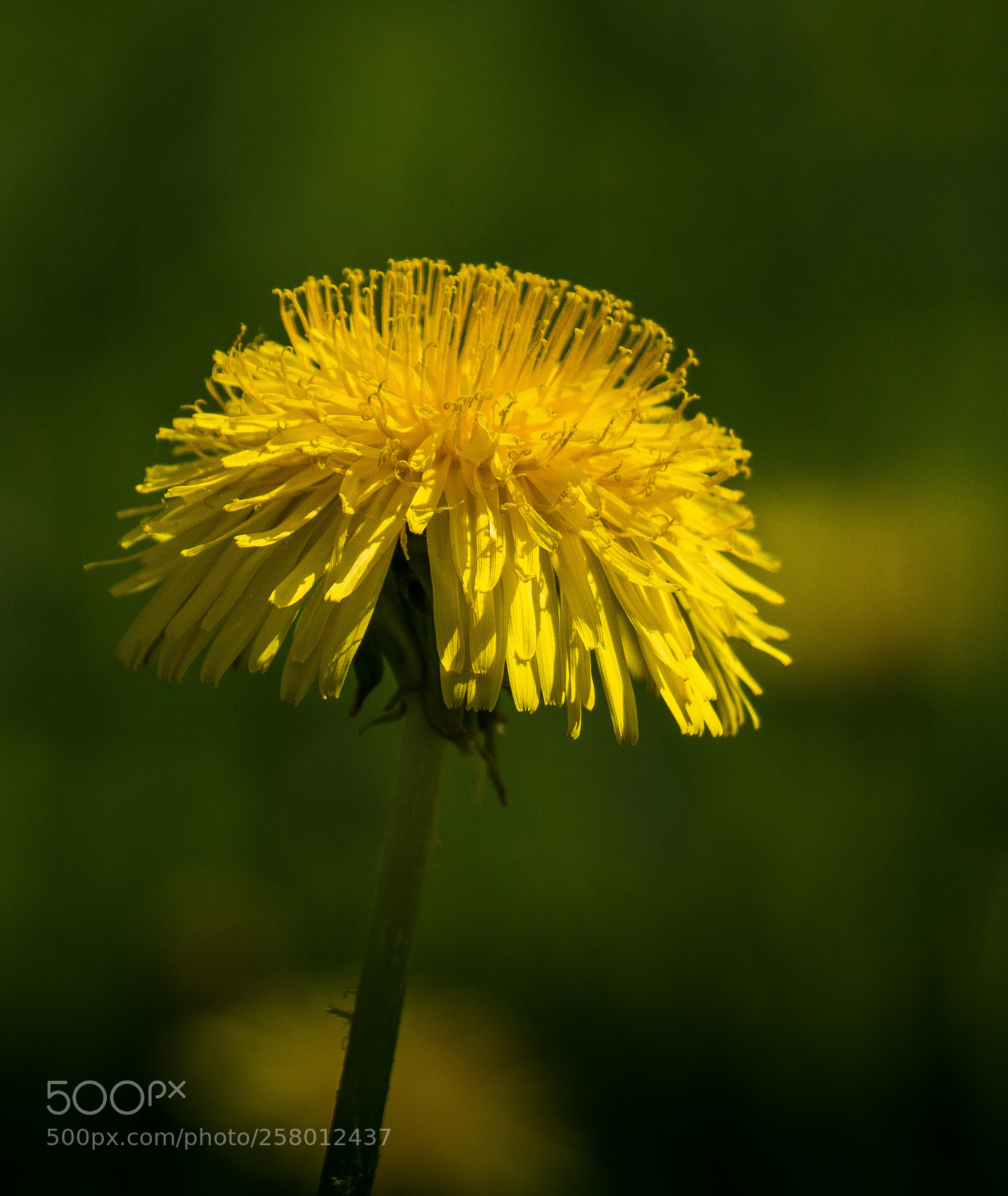 Sony a6000 sample photo. Yellow photography
