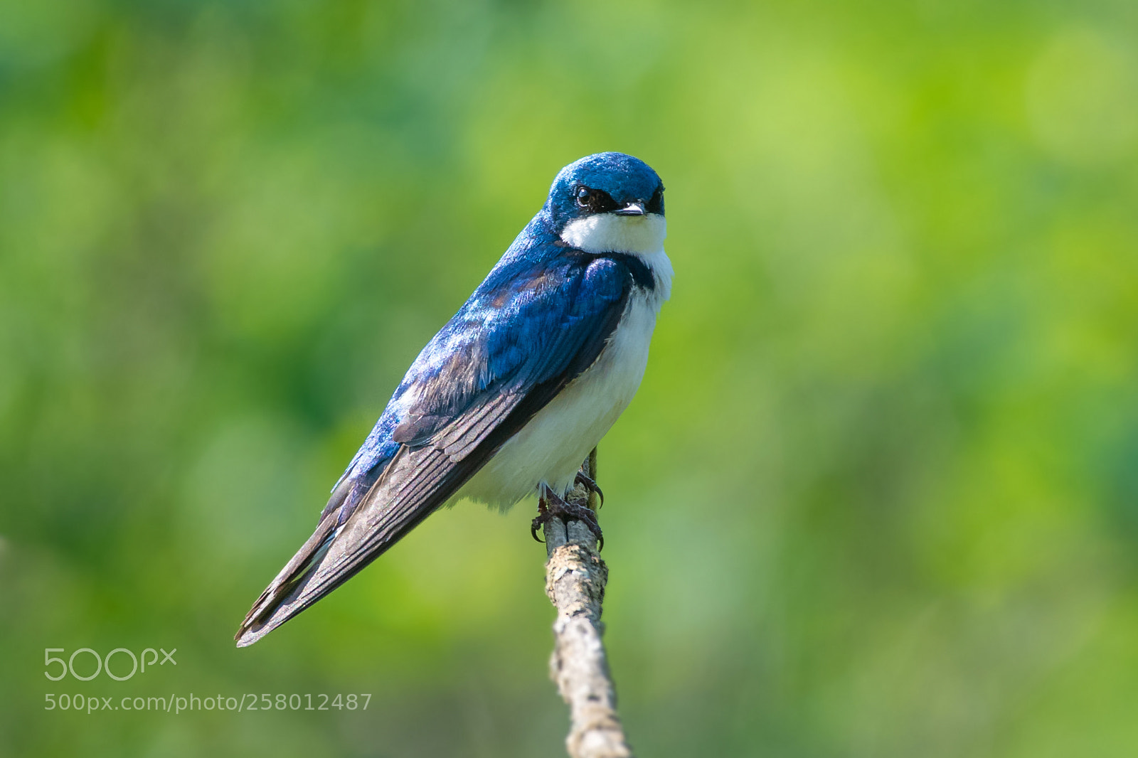 Nikon D850 sample photo. Tree swallow photography