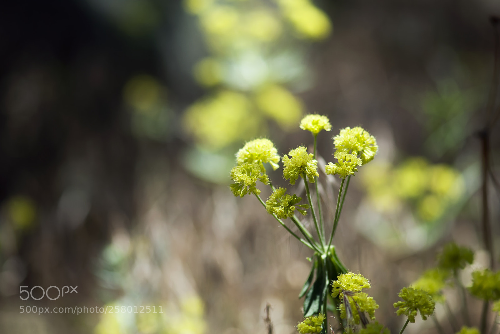 Nikon D60 sample photo. Green sulfur flowers photography
