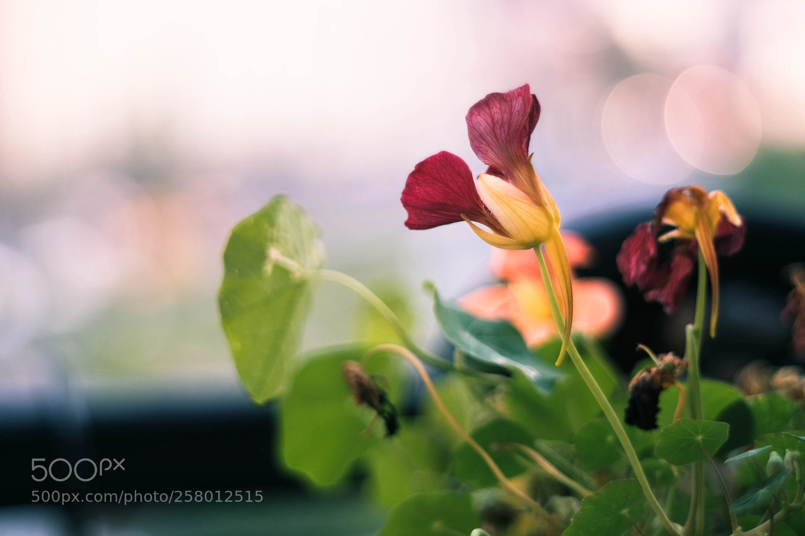 Fujifilm X-T1 sample photo. Memories of summertime photography