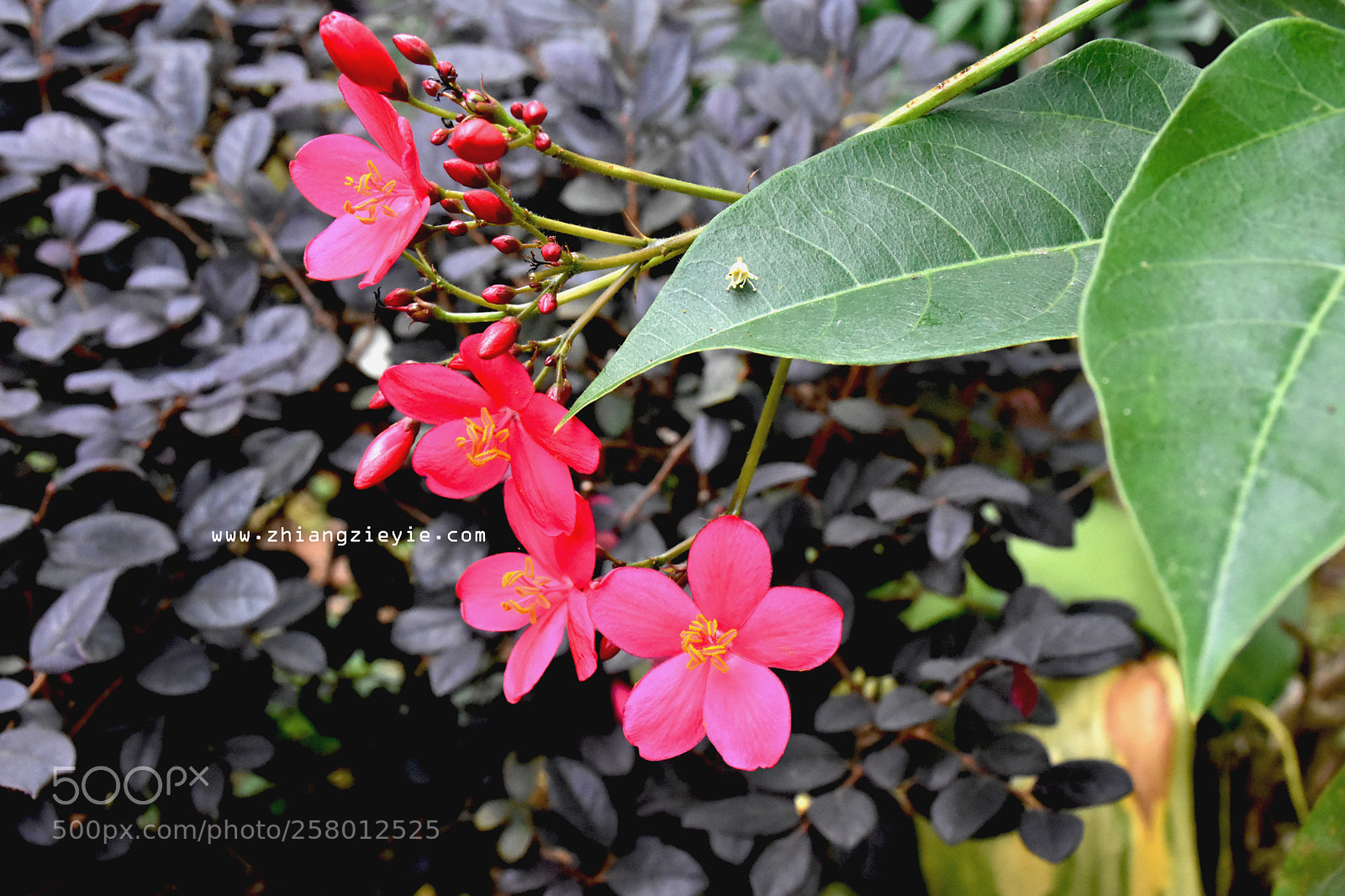 Nikon D7200 sample photo. Hunting photography