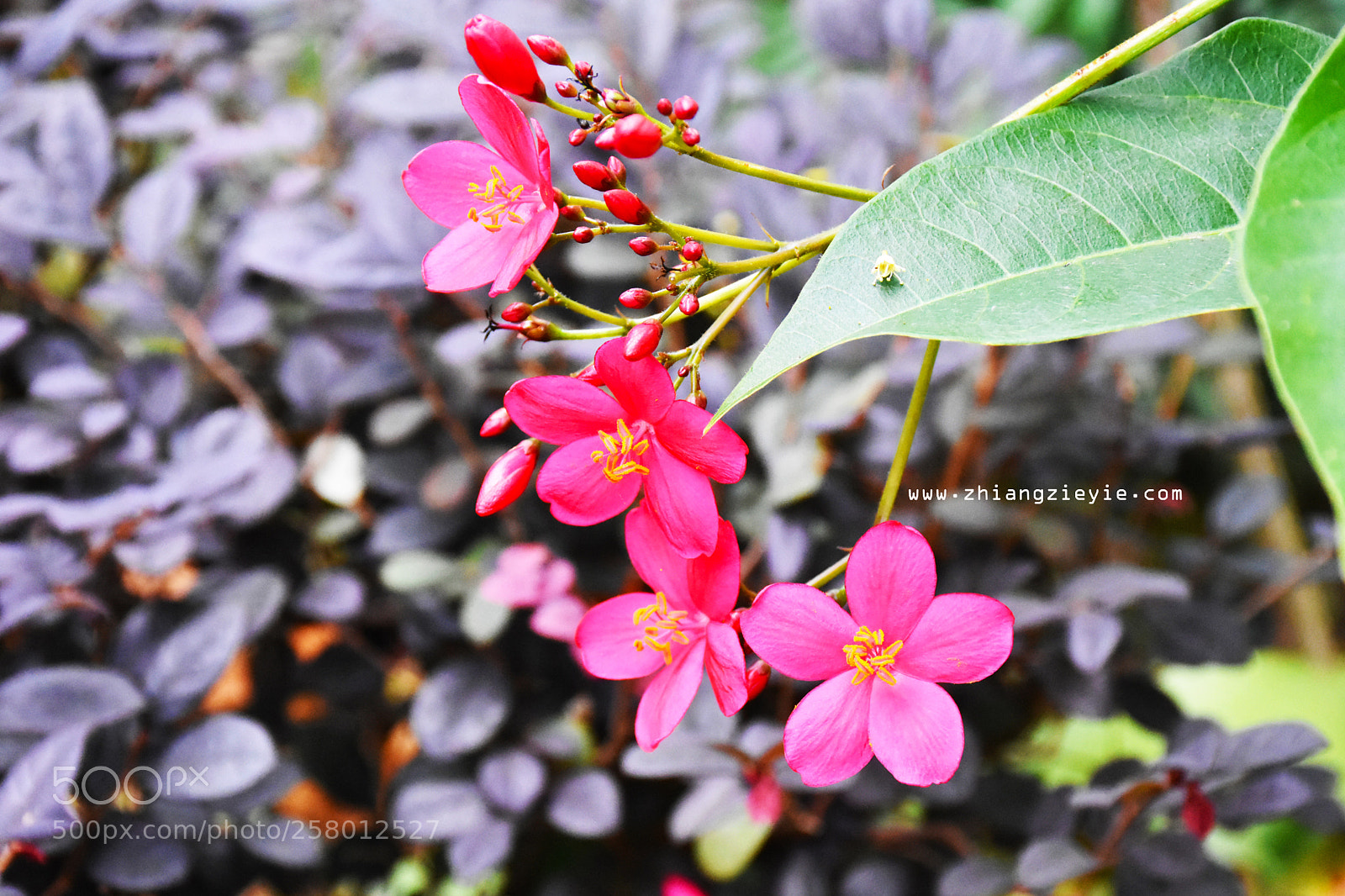 Nikon D7200 sample photo. Hunting photography