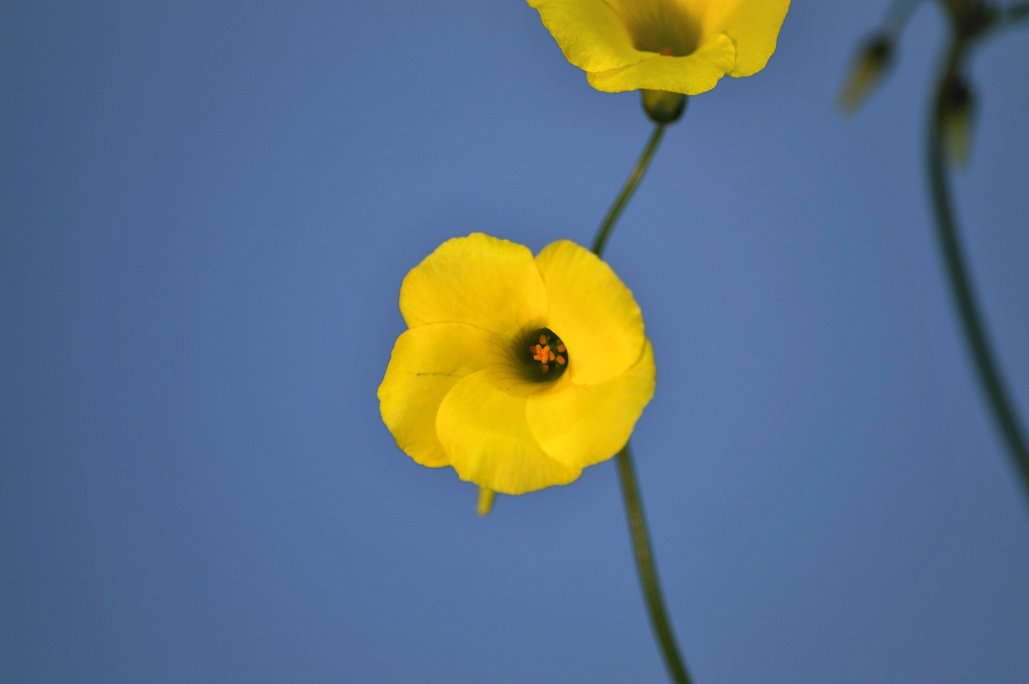 Nikon D3200 sample photo. Wildflower photography